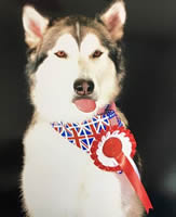 Blue - USA And Union Jack Bandana