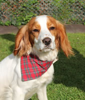 Ellie - Red Tartan Bandana