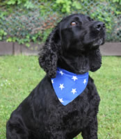 Alfie - Blue Stars Bandana