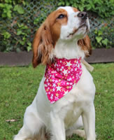 Ellie - Multi Coloured Stars Bandana