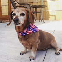 Dixie - Stars And Stripes Bandana