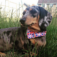 Kitty - Union Jack Bandana