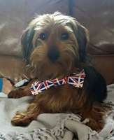 Union Jack Bow Tie