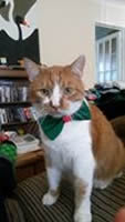 Christmas Bow Tie