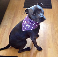 Romeo - Purple Spots Bandana